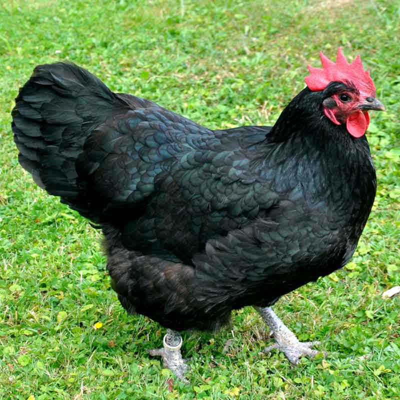 Australorp