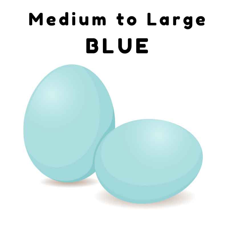 blue eggs