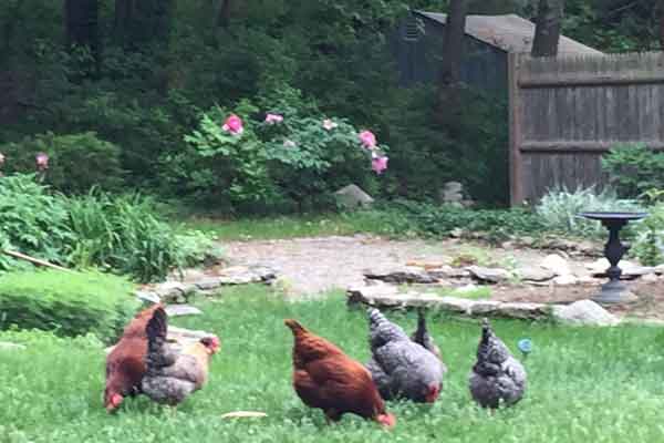 chickens-free-ranging