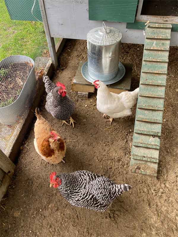 chickens-in-coop