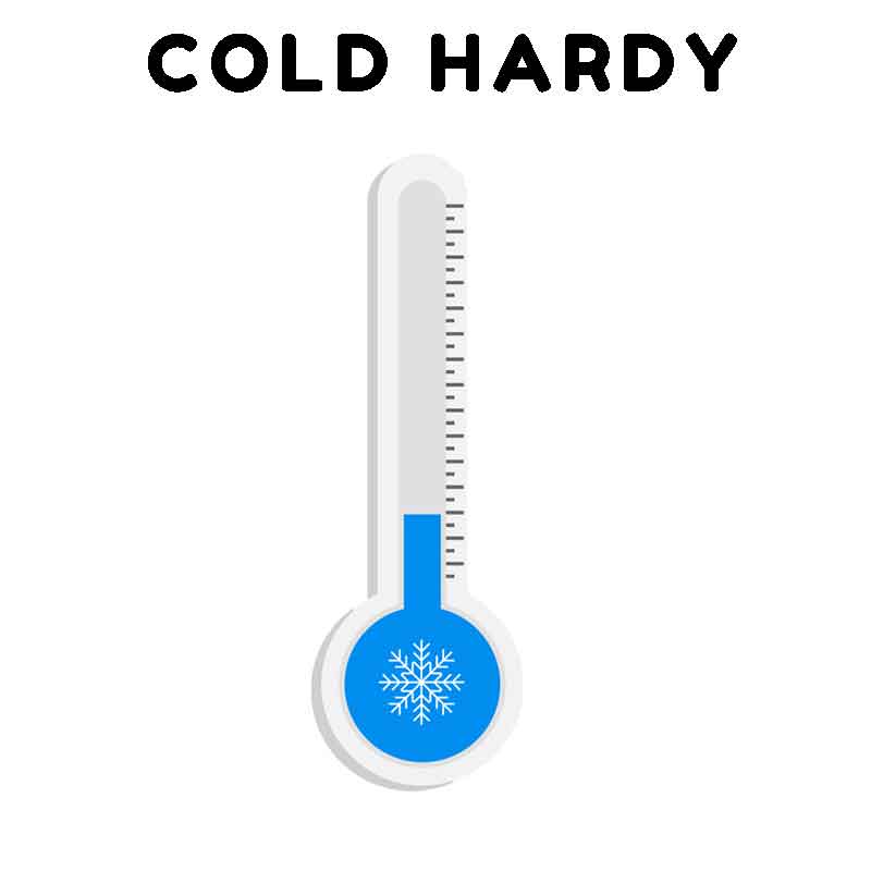 cold hardy