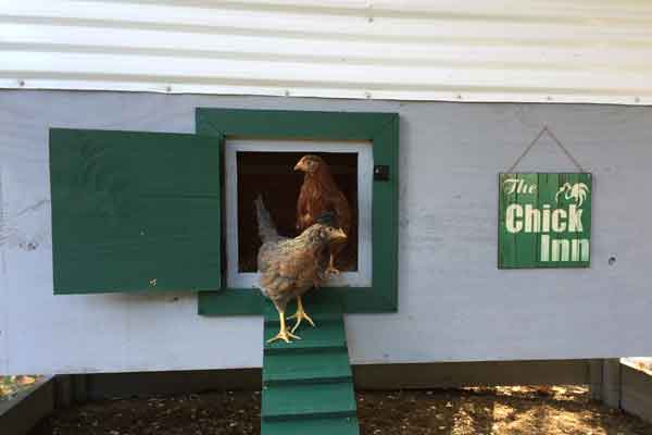 chicken breeds