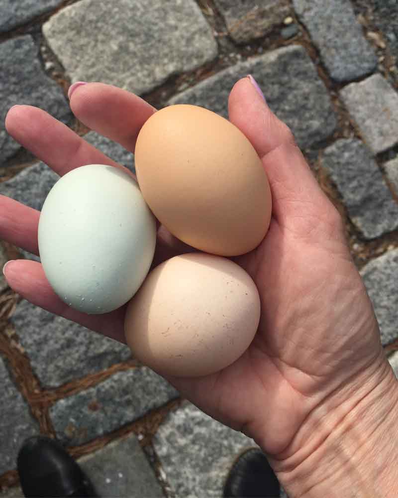 eggs-in-hand