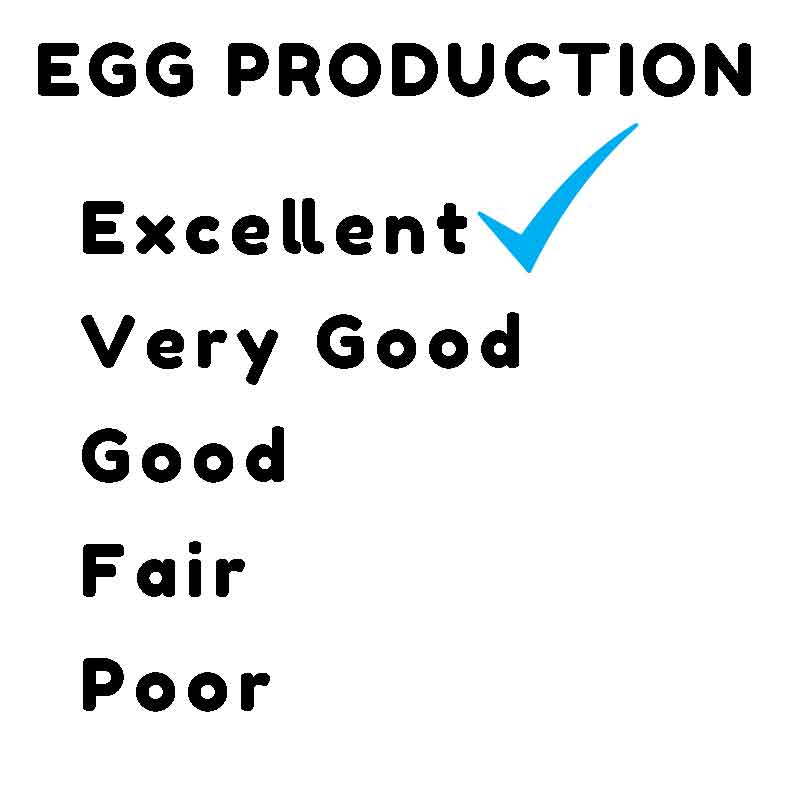 excellent egg production