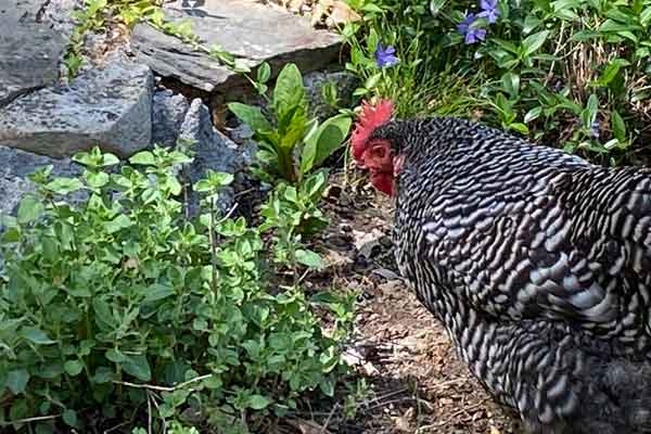 chicken herbs