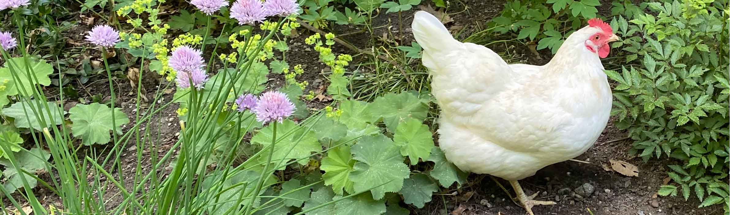 herbs for chickens