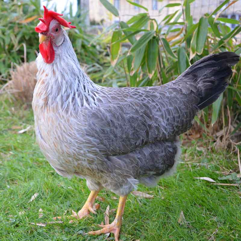 leghorn