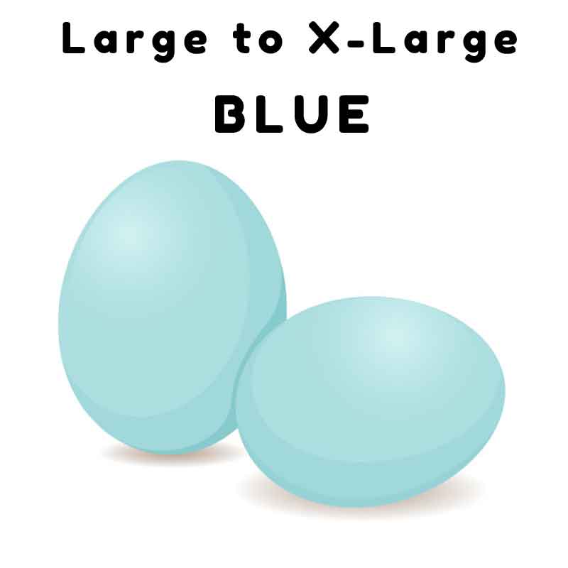 blue eggs