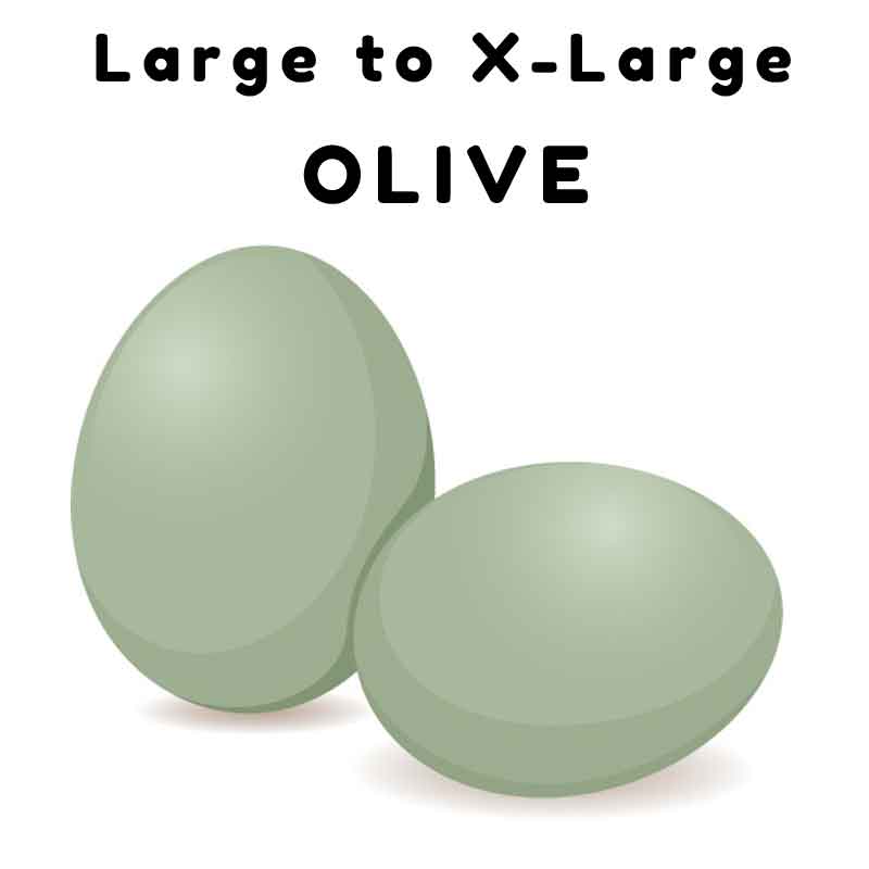 olive eggs