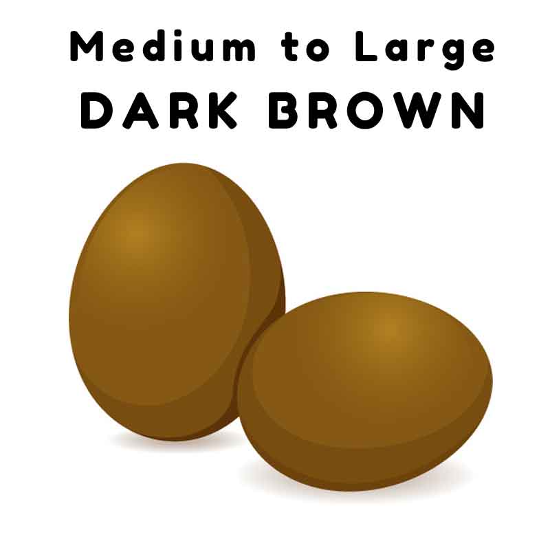 dark brown eggs