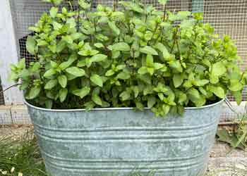 potted-mint